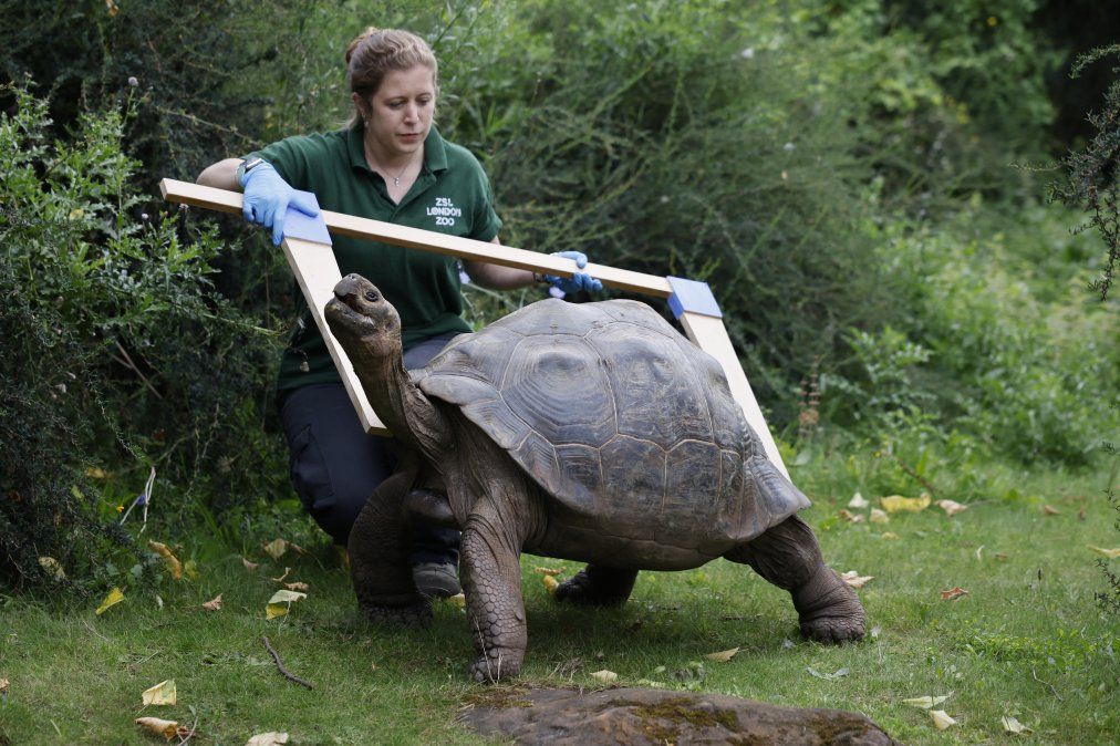 Una tortuga de Galápagos durante el pesaje anual en el zoológico de Londres 