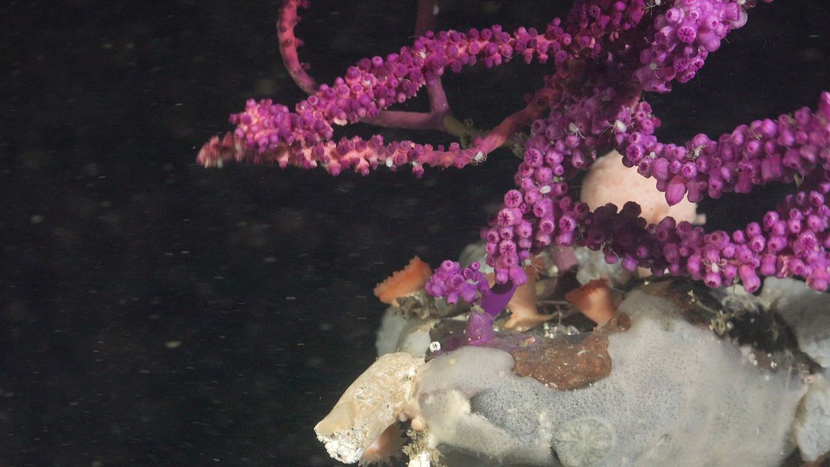RushingCoral. Fuente: Schmidt Ocean Institute