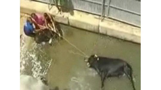 Vaca muere ahogada durante una fiesta popular en España