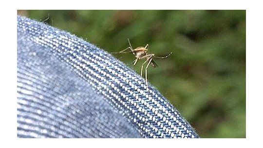 mosquito