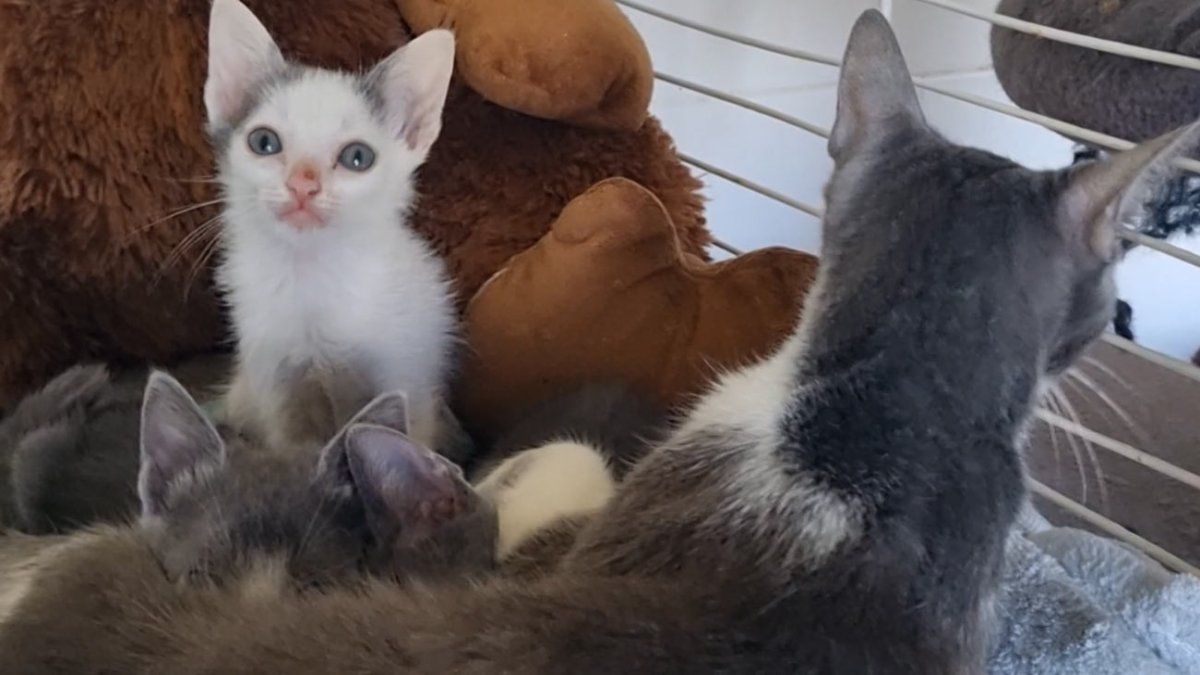 ONG Bastet solicita la colaboración para tratamientos de gatos rescatados en vivienda abandonada del Centro
