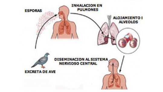 Alerta por casos de enfermedad respiratoria causada por loros