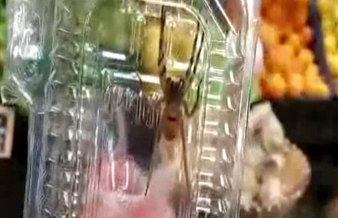 araña-bananera-en-piriápolis.jpg