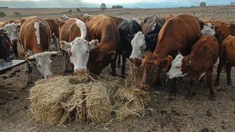 empresa de agro conexion ganadera busca acuerdo con acreedores