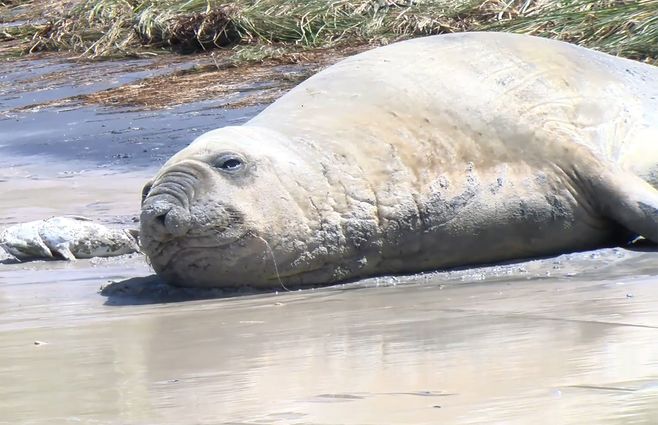 elefante-marino-playa-villa-argentina.jpg