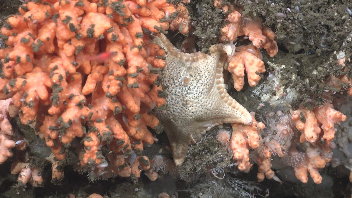 StarAndCoral. Fuente: Schmidt Ocean Institute
