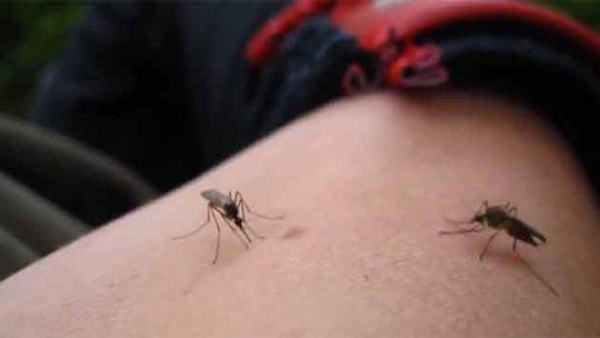 aedes mosquito