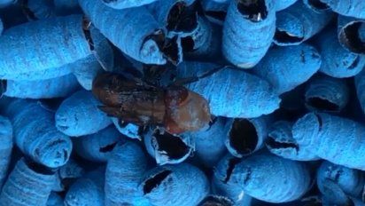 liberan moscas fucsias y azules fluorescentes para erradicar el mal de la bichera