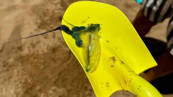 aparecio fragata portuguesa en punta del este y la intendencia recomienda banarse con precaucion