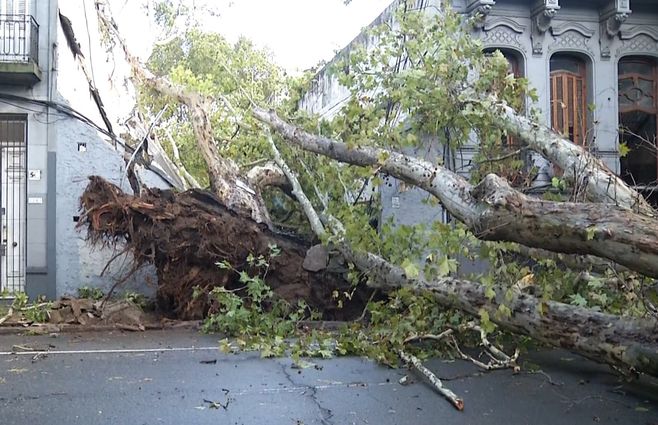 ARBOL-calle-maldonado-y-cassinoni