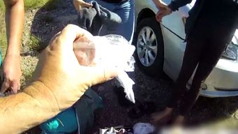 mujer que llevaba droga en omnibus condenada a dos anos de carcel