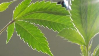 observatorio de junta nacional de drogas registra aumento en el consumo problematico de alcohol, cocaina y marihuana