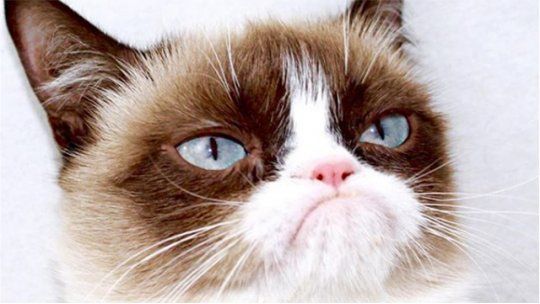 grumpy cat