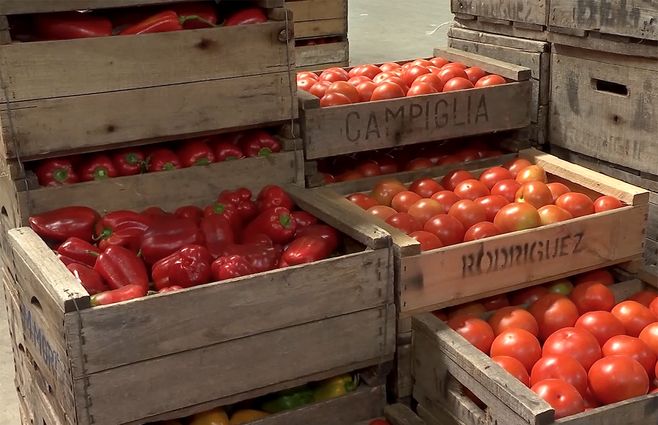 tomate-morron.jpg