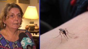 actualmente hay 15 casos importados de chikungunya en todo el pais y 7 autoctonos en paysandu