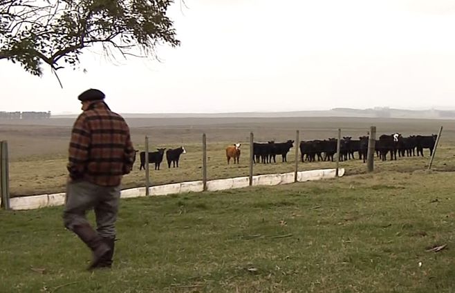 Peon-rural-campo-vacas.jpg