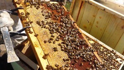 apicultores denuncian que hay toneladas de miel sin vender