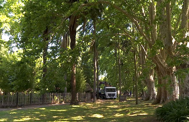 palmeras-picudo-rojo-jardin-japones