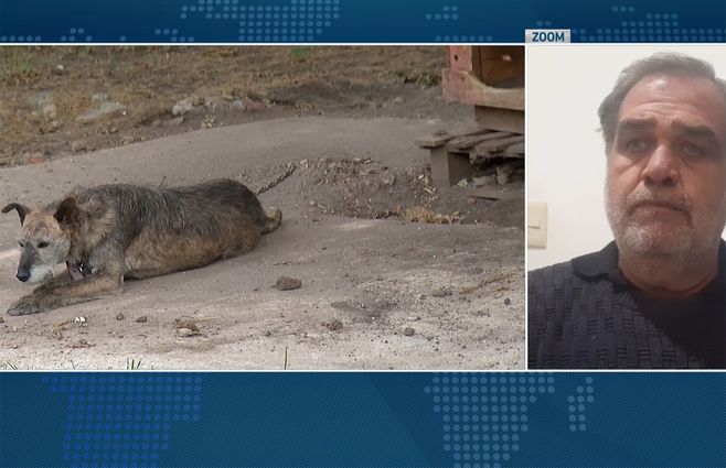 perros-un-solo-uruguay-nougue.jpg