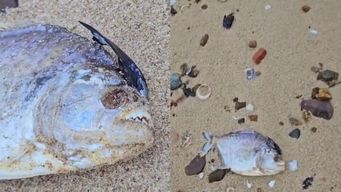hallaron un pez con caracteristicas de pirana en la playa de piriapolis: de que se trata y como llego hasta el lugar