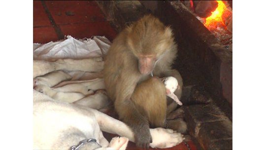 Increíble: mona ayudó a parir a una perra en el zoo de Tacuarembó