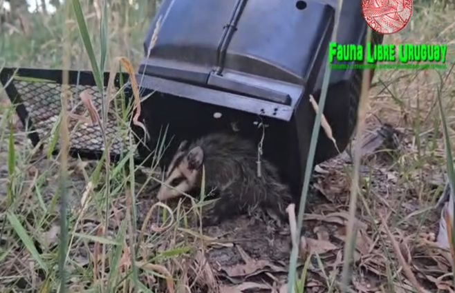 comadreja-shangrilá-canelones