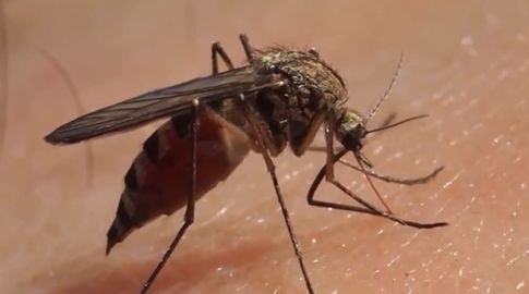 Mosquito del dengue.&nbsp;