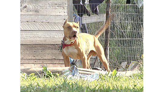 Promueven prohibir razas Pitbull y Dogo tras reiterados ataques