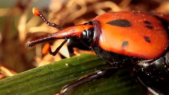 crearan grupo de trabajo especial para combatir al picudo rojo; le vamos a dar pelea, aseguro ortuno