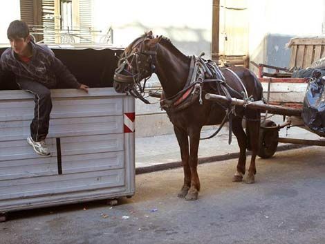 Colorados y ecologistas piden prohibición de carritos de caballos