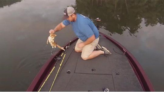 pesca gatos