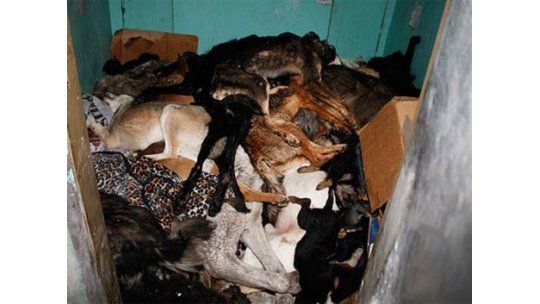 Creman y ejecutan más de 20.000 perros en Ucrania por Eurocopa