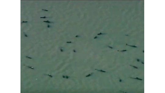 Más de 40 ballenas varadas y 10 muertas en parque de EEUU