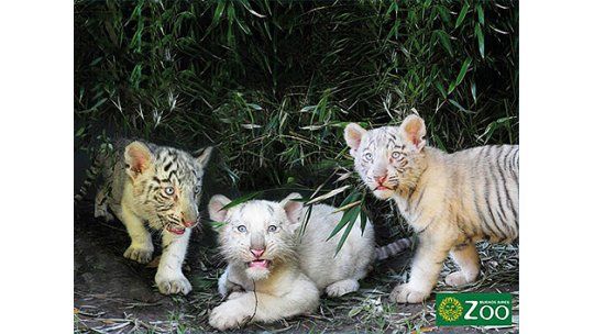 Nacieron 3 tigres de Bengala blancos en el Zoo de Buenos Aires
