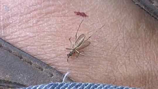 mosquito en pierna