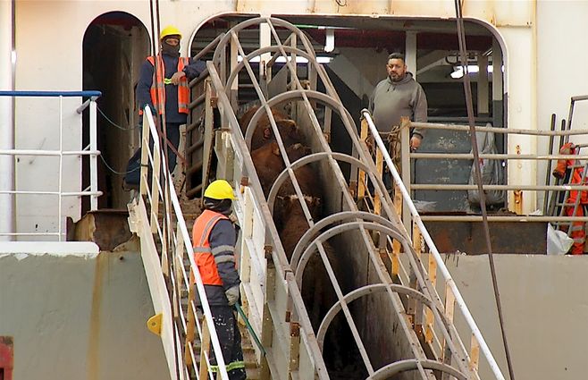 ganado-carga-buque-puerto-montevideo.jpg