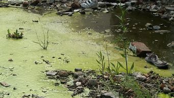 secretaria nacional de drogas busca fentanilo y otras sustancias en aguas residuales