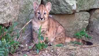 nacio un puma en el ecoparque de flores: la especie esta en peligro de extincion
