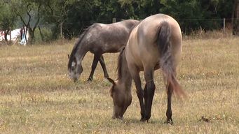 encefalitis equina detectada en uruguay es la que tiene tasa de mortalidad mas baja, informo msp