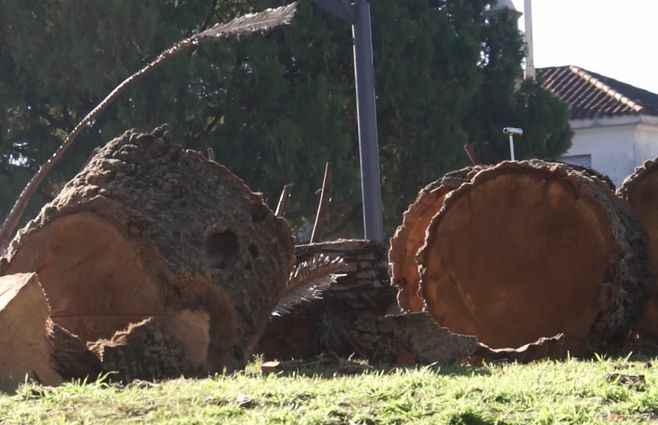 palmera-paysandú-picudo-negro.jpg