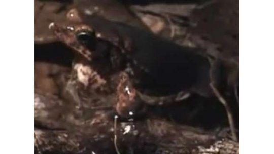 Sapo de la Amazonia practica la necrofilia para salvar la especie