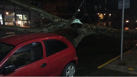 árbol caído setiembre