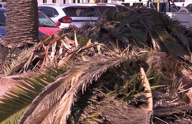 retiro-palmeras-parque-rodó