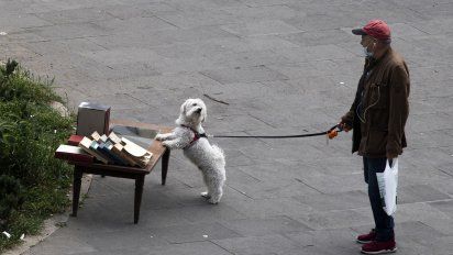 coronavirus y las mascotas: recomiendan no sacar a los perros