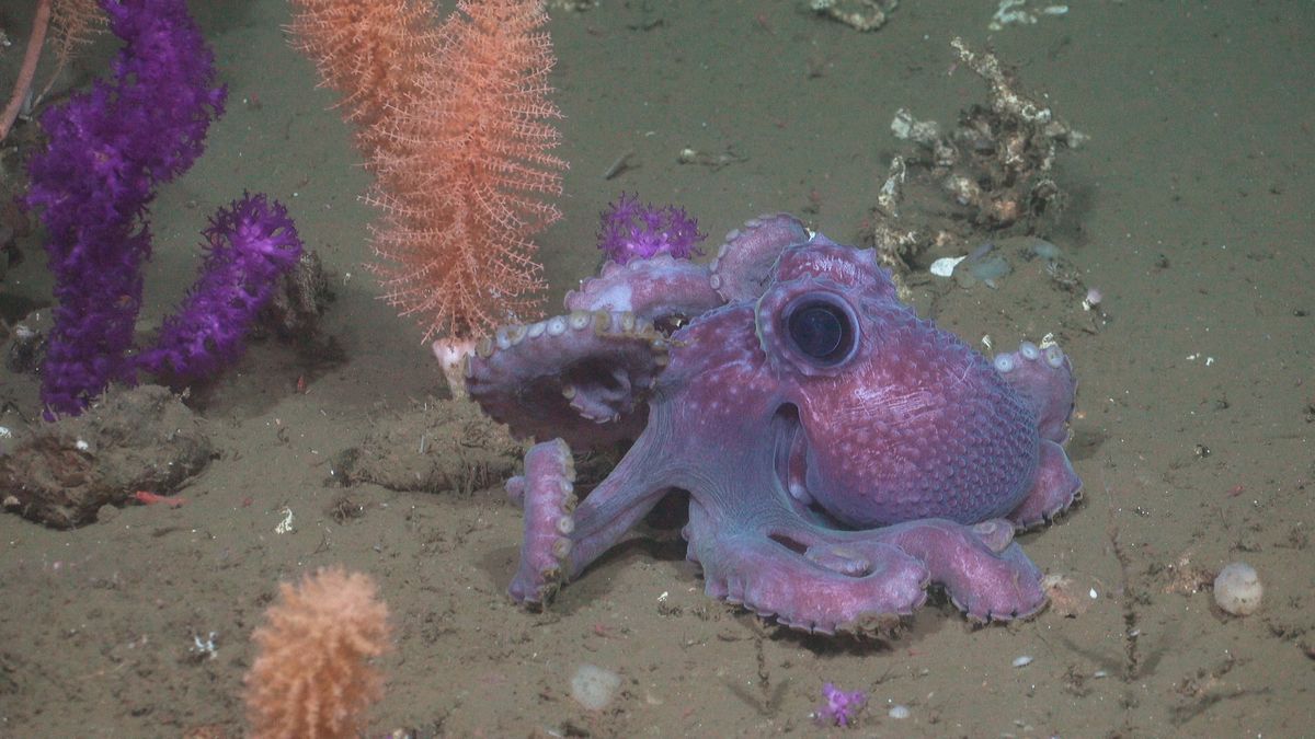 Pulpo. Fuente: Schmidt Ocean Institute