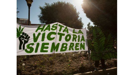 Este miércoles abren registro para autocultivadores de marihuana