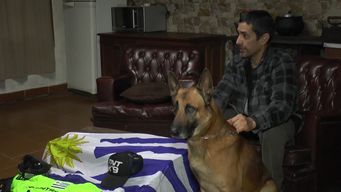 neron, el perro arachan que participo y gano en una competencia de busqueda de personas en brasil