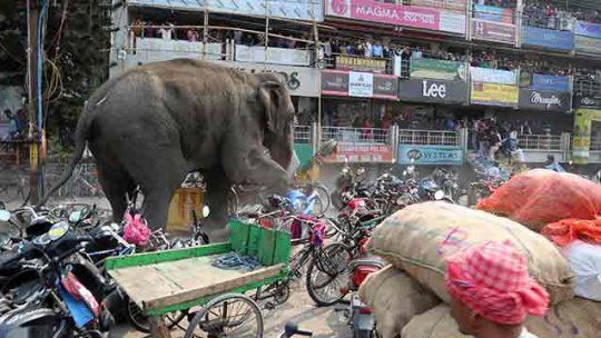 Elefante India AFP