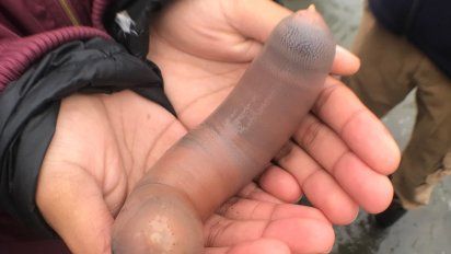 miles de peces pene aparecen en una playa de california