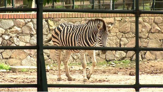 cebra zoologico